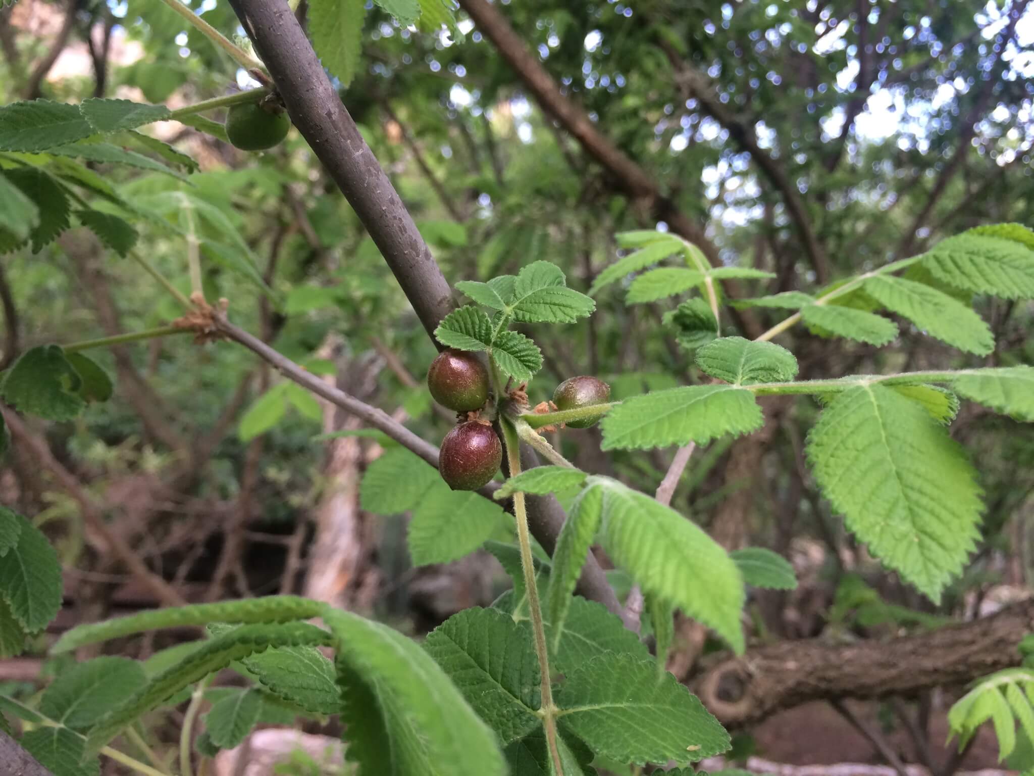 Bursera palmeri